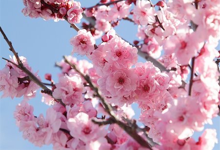 sakura flower white background - Pink flowers on blooming tree over blue sky Stock Photo - Budget Royalty-Free & Subscription, Code: 400-04817851