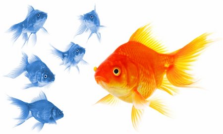 simsearch:400-06330343,k - standing out of the crowd concept with individual successful goldfish Fotografie stock - Microstock e Abbonamento, Codice: 400-04817956