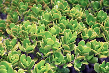 Close up of Kalanchoe - succulent Fotografie stock - Microstock e Abbonamento, Codice: 400-04817998