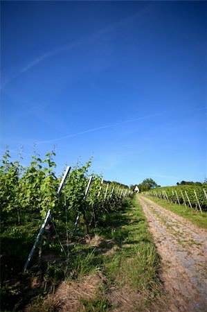 simsearch:614-03697365,k - Vineyard in Southwest Germany Rhineland Palatinate in Summer Foto de stock - Royalty-Free Super Valor e Assinatura, Número: 400-04818029