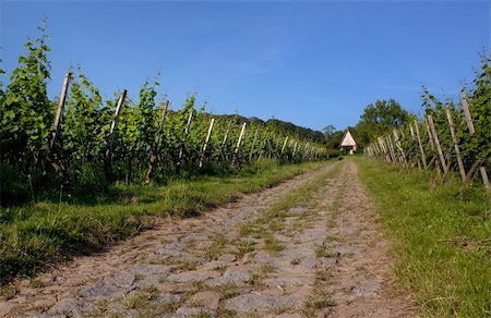 simsearch:614-03697365,k - Vineyard in Southwest Germany Rhineland Palatinate in Summer Foto de stock - Royalty-Free Super Valor e Assinatura, Número: 400-04818030
