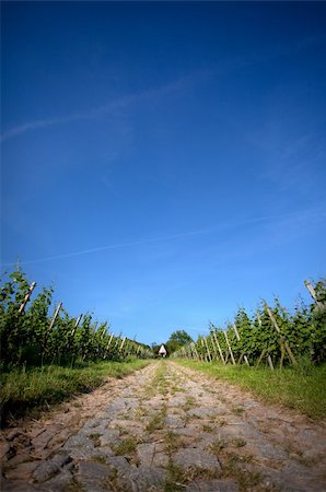 simsearch:614-03697365,k - Vineyard in Southwest Germany Rhineland Palatinate in Summer Foto de stock - Royalty-Free Super Valor e Assinatura, Número: 400-04818040