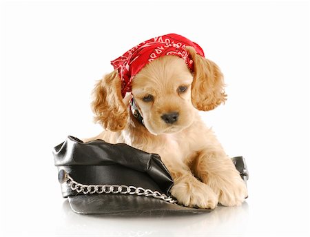 funny bikers pictures - cute cocker spaniel puppy wearing skull cap laying on leather hat on white background Stock Photo - Budget Royalty-Free & Subscription, Code: 400-04818233