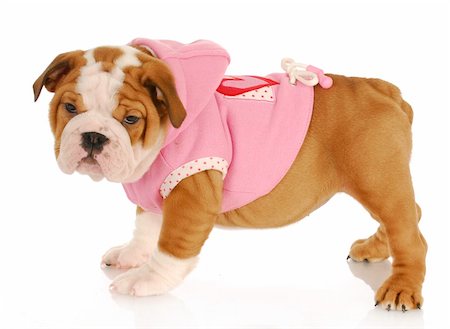 dogs with jewelry - english bulldog puppy wearing pink dog coat - eight weeks old Stock Photo - Budget Royalty-Free & Subscription, Code: 400-04818368