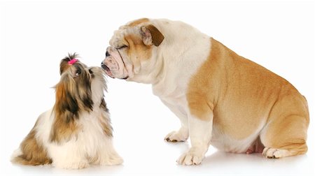 smelling old people - shih tzu and english bulldog friendship with reflection on white background Stock Photo - Budget Royalty-Free & Subscription, Code: 400-04818411