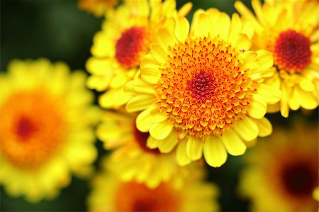 simsearch:400-04313655,k - yellow flower close up Stock Photo - Budget Royalty-Free & Subscription, Code: 400-04818620