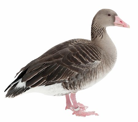 Duck isolated Fotografie stock - Microstock e Abbonamento, Codice: 400-04818661