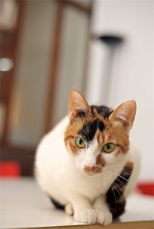 Curious and cut cat stare at you, pet sit on table. Photographie de stock - Aubaine LD & Abonnement, Code: 400-04818763