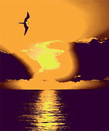 Single frigate bird over the ocean at sunrise Photographie de stock - Aubaine LD & Abonnement, Code: 400-04818813