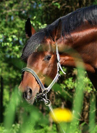 portrait of bay horse .outdoor sunny day Foto de stock - Super Valor sin royalties y Suscripción, Código: 400-04818887