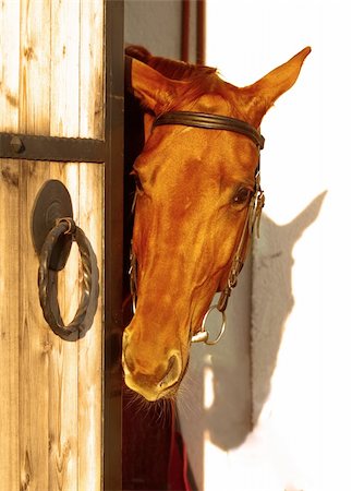 red horse near the door stable outdoor Foto de stock - Super Valor sin royalties y Suscripción, Código: 400-04818888