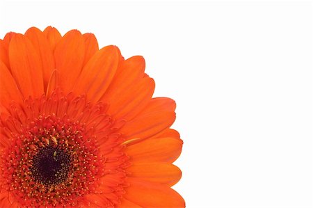 simsearch:400-04031781,k - part of beautiful flower Gerbera isolated on white Stock Photo - Budget Royalty-Free & Subscription, Code: 400-04819041