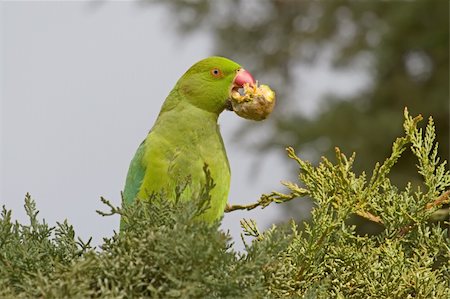 A green Parrot (Rose-ringed Parakeet - Psittacula krameri) holding a cypress cone in his beak Stock Photo - Budget Royalty-Free & Subscription, Code: 400-04819195