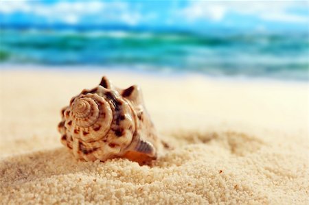 summer beach sea backgrounds - Seashell on the sandy beach Stock Photo - Budget Royalty-Free & Subscription, Code: 400-04819361