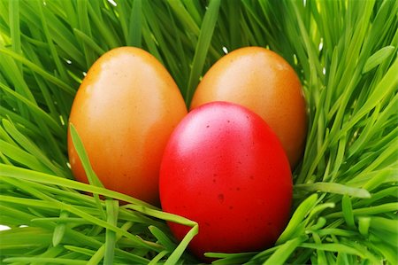 family hen - a easter nest with egg in the grass........... Stock Photo - Budget Royalty-Free & Subscription, Code: 400-04819636