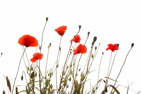 simsearch:689-03123695,k - red poppies isolated on a white background Foto de stock - Royalty-Free Super Valor e Assinatura, Número: 400-04819678