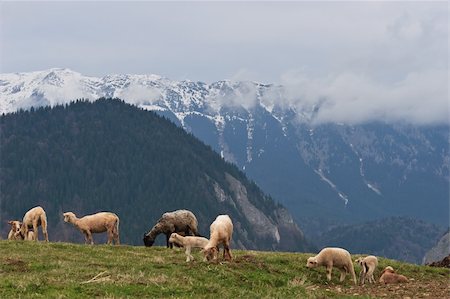 simsearch:400-04672084,k - sheep to graze on a green pasture near a mountain Fotografie stock - Microstock e Abbonamento, Codice: 400-04819687