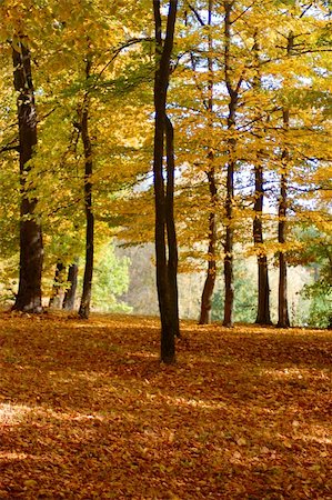 simsearch:400-07255480,k - autumn in the forest with golden leaves on trees Stock Photo - Budget Royalty-Free & Subscription, Code: 400-04819807