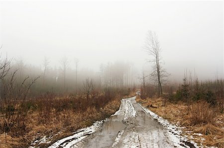 Shot of the forest road and misty day Photographie de stock - Aubaine LD & Abonnement, Code: 400-04819861