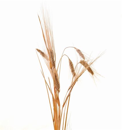 wheat plant isolated on white background representing agriculture concept Stock Photo - Budget Royalty-Free & Subscription, Code: 400-04811184