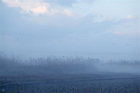 simsearch:400-04384589,k - Foggy moor landscape dark blue gray with canes  birds Fotografie stock - Microstock e Abbonamento, Codice: 400-04811926