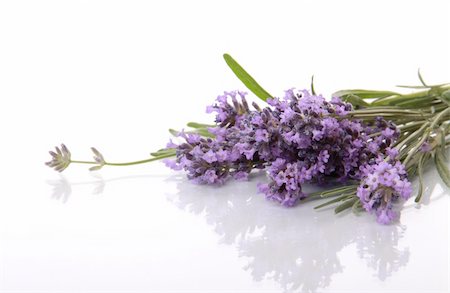 simsearch:400-04847486,k - Lavender flowers with beautiful reflection Foto de stock - Royalty-Free Super Valor e Assinatura, Número: 400-04812105