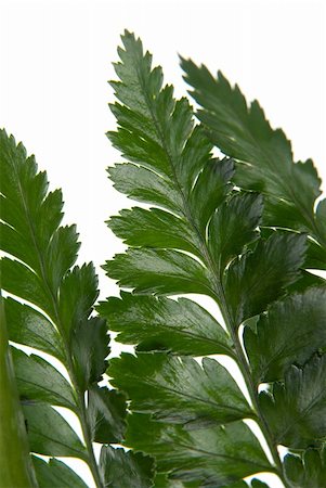 simsearch:400-04318786,k - Fern leaf detail isolated on white background. Foto de stock - Super Valor sin royalties y Suscripción, Código: 400-04812211