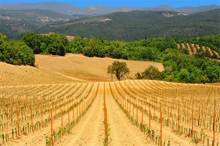 Hill Of Tuscany With Young Vineyard In The Chianti Region Stock Photo - Budget Royalty-Free & Subscription, Code: 400-04812338