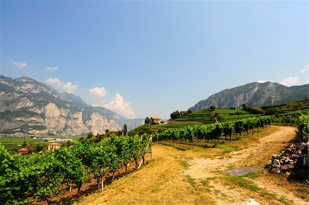 The Vineyard And Farm Houses At the Foot Of The Italian Alps Stock Photo - Budget Royalty-Free & Subscription, Code: 400-04812351