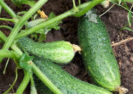 Green cucumbers on a bed. A Natural conditions. Stock Photo - Budget Royalty-Free & Subscription, Code: 400-04812385