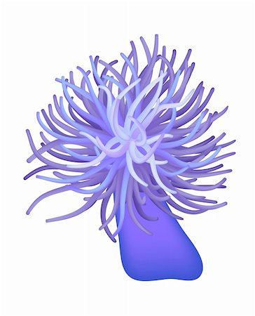 Illustration of the sea anemone - sea flower - vector. This file is vector, can be scaled to any size without loss of quality. Stock Photo - Budget Royalty-Free & Subscription, Code: 400-04812473