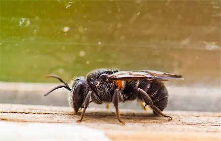 insect, black bee, macro closeup Stock Photo - Budget Royalty-Free & Subscription, Code: 400-04812662