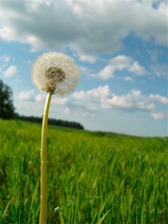 simsearch:400-04428532,k - White dandelion among green grass. Photographie de stock - Aubaine LD & Abonnement, Code: 400-04812701