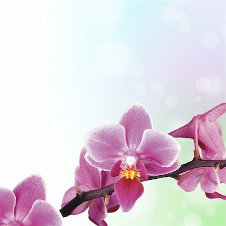 simsearch:400-05287353,k - Beautiful Orchid and blur bokeh Stock Photo - Budget Royalty-Free & Subscription, Code: 400-04812754