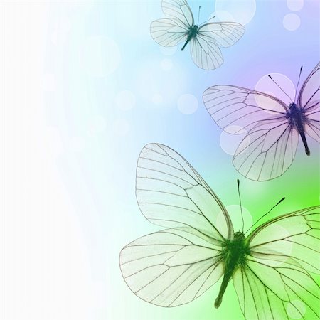 Beautiful  Background With Three Butterflies and bokeh Stock Photo - Budget Royalty-Free & Subscription, Code: 400-04812753