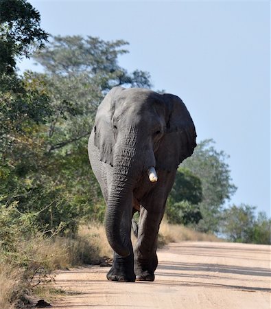 An African Elephant in the Kruger Park, South Africa. Fotografie stock - Microstock e Abbonamento, Codice: 400-04812911