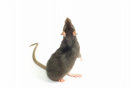 simsearch:400-04719873,k - funny rat  isolated on white background Stock Photo - Budget Royalty-Free & Subscription, Code: 400-04813181
