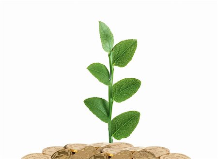 simsearch:400-07574972,k - golden coins and green plant isolated on white Stock Photo - Budget Royalty-Free & Subscription, Code: 400-04813343