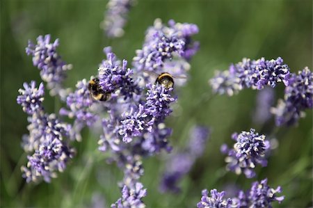 rolandsp (artist) - Lavender field with bees Photographie de stock - Aubaine LD & Abonnement, Code: 400-04813406