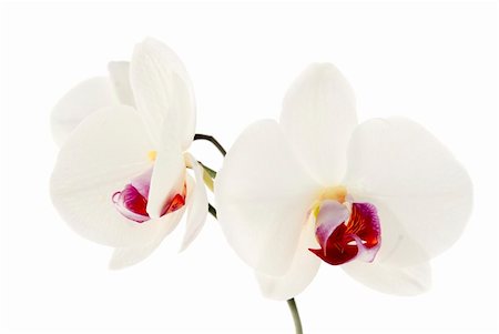 Orchidaceae, commonly referred to as the Orchid family. Isolated on white. Photographie de stock - Aubaine LD & Abonnement, Code: 400-04813569