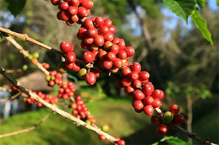 Coffee beans ripening on plant Stock Photo - Budget Royalty-Free & Subscription, Code: 400-04813664