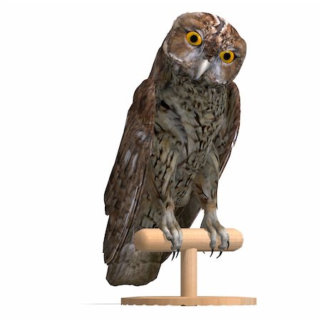 Tawny Owl Bird. 3D rendering with clipping path and shadow over white Stock Photo - Budget Royalty-Free & Subscription, Code: 400-04813763