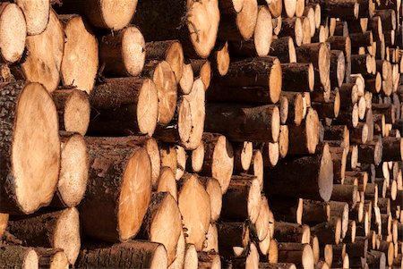 Firewood a heap. Stacked timber logs all over and close-up for industry. Tree laying on Danish harbour. Foto de stock - Royalty-Free Super Valor e Assinatura, Número: 400-04813784