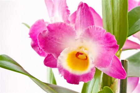 Dendrobium orchid closeup on white background Stock Photo - Budget Royalty-Free & Subscription, Code: 400-04813948