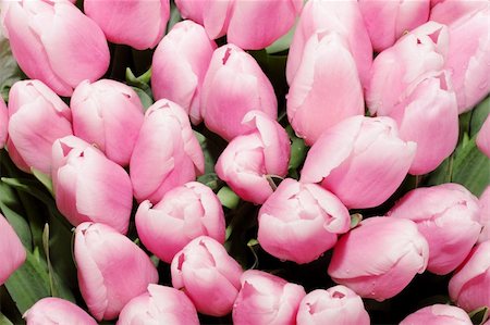 simsearch:400-05019823,k - Close-up of closely bundled pink tulips / background Stock Photo - Budget Royalty-Free & Subscription, Code: 400-04824277