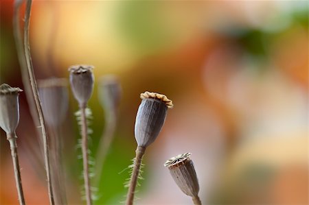 poppies pods - Autumn concept image with dry poppy pods Stock Photo - Budget Royalty-Free & Subscription, Code: 400-04824375