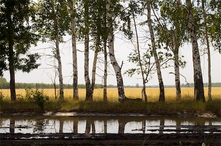 Summer landscape - birches and reflection in a bog Stock Photo - Budget Royalty-Free & Subscription, Code: 400-04824693