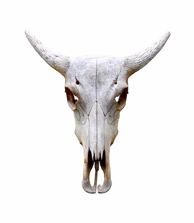 simsearch:614-00656476,k - Isolated bull skull Photographie de stock - Aubaine LD & Abonnement, Code: 400-04824766