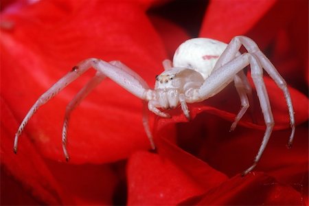 simsearch:640-02770439,k - white crab spider on the petal of flower Foto de stock - Super Valor sin royalties y Suscripción, Código: 400-04824865