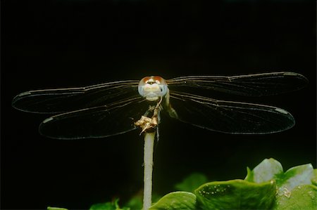 simsearch:400-04824887,k - dragonfly on the stem in the night Stock Photo - Budget Royalty-Free & Subscription, Code: 400-04824861